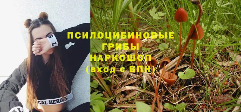 сколько стоит  Зуевка  Галлюциногенные грибы Psilocybe 